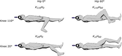 Effect of the Knee and Hip Angles on Knee Extensor Torque: Neural, Architectural, and Mechanical Considerations